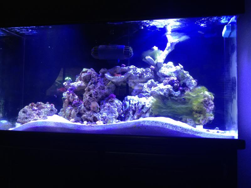 75 Gal Tank Build FishTank148