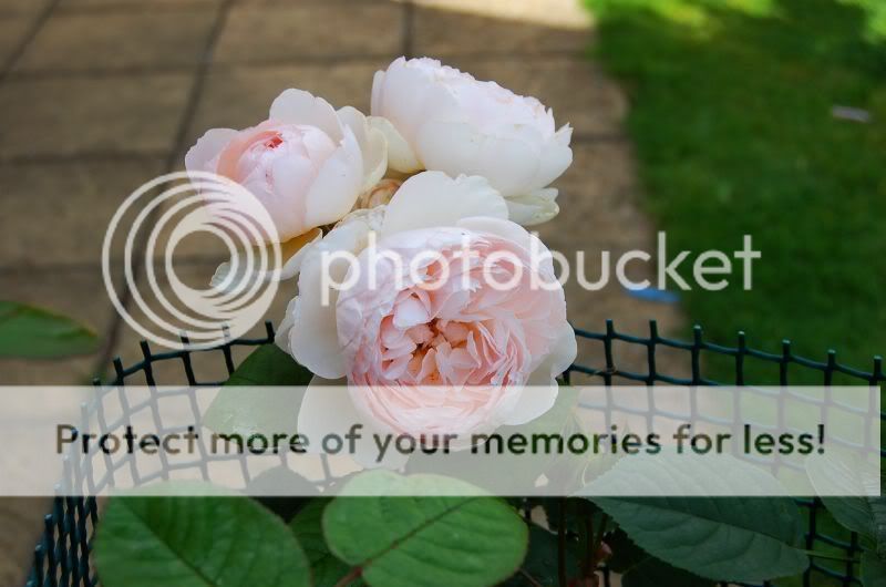 Hermiones memorial rose... DSC_0920