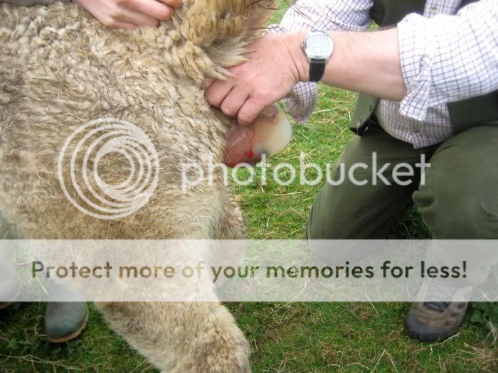 Alpaca Birth - picture heavy IMG_7993