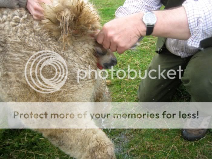 Alpaca Birth - picture heavy IMG_7995