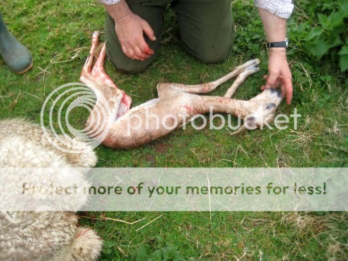 Alpaca Birth - picture heavy IMG_8011