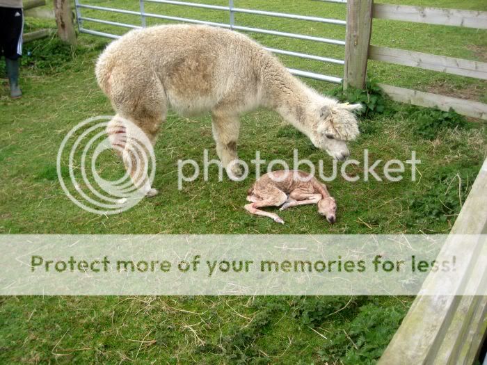 Alpaca Birth - picture heavy IMG_8017