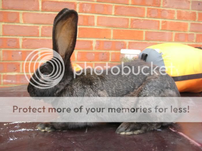 Hermione, bunny of many faces IMG_2378