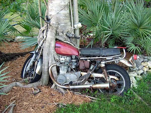 Humour en image du Forum Passion-Harley  ... - Page 25 TREE-B17