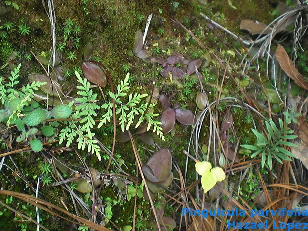 Pinguicula moranensis y parviflora. Habitat CIMG3923