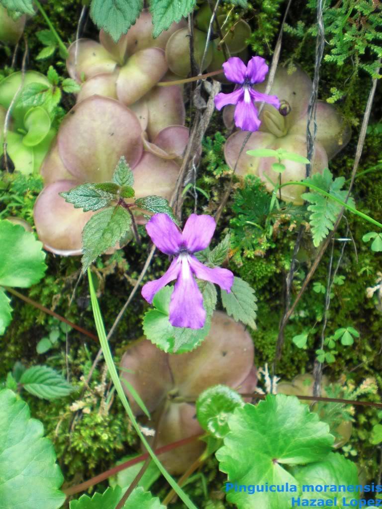 Pinguicula moranensis y parviflora. Habitat CIMG3938