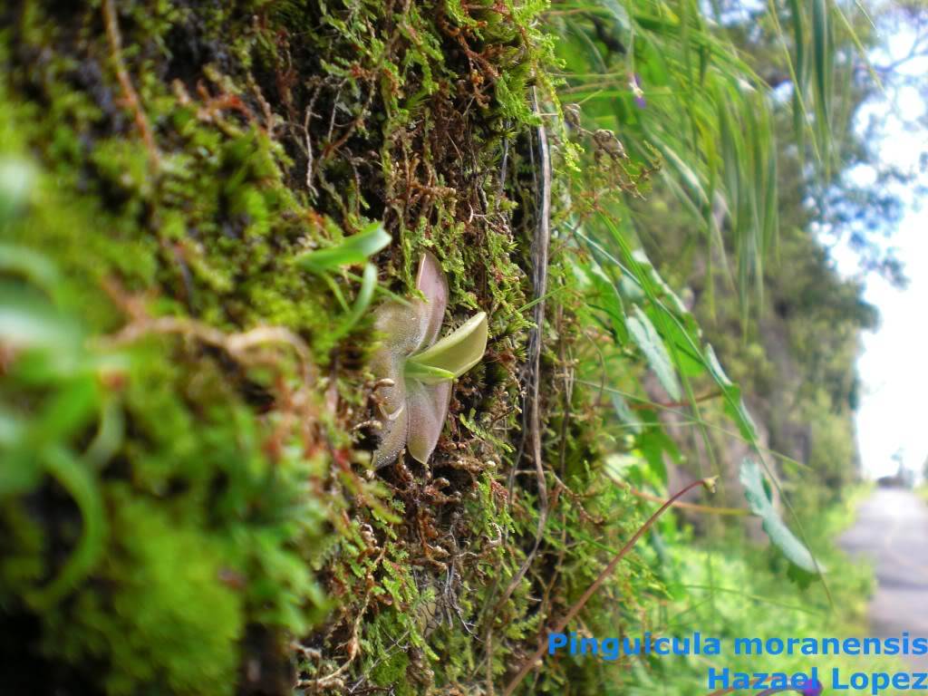 Pinguicula moranensis y parviflora. Habitat CIMG3968