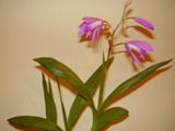 BLETILLA STRIATA Th_PA240615