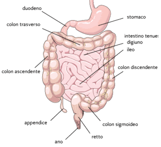Intestino irritabile: SCI (Sindrome del Colon Irritabile) ❖ Vulvodinia.info Colon1-1