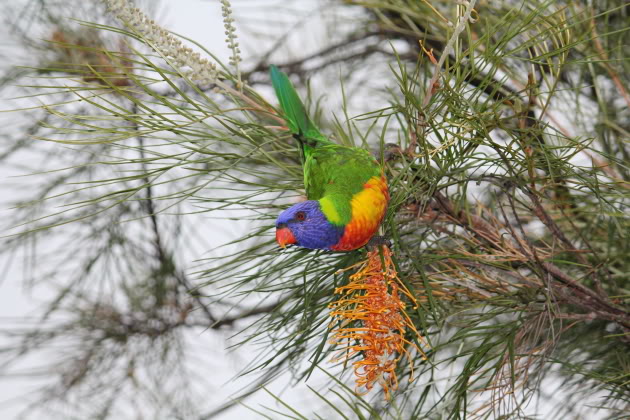 Weekend Ride 8-9th January 2011 RainbowLorikeet_wild