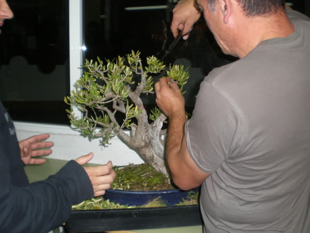 Los Jueves en la asociación amigos del bonsai de Benalmadena - Página 11 P4080017