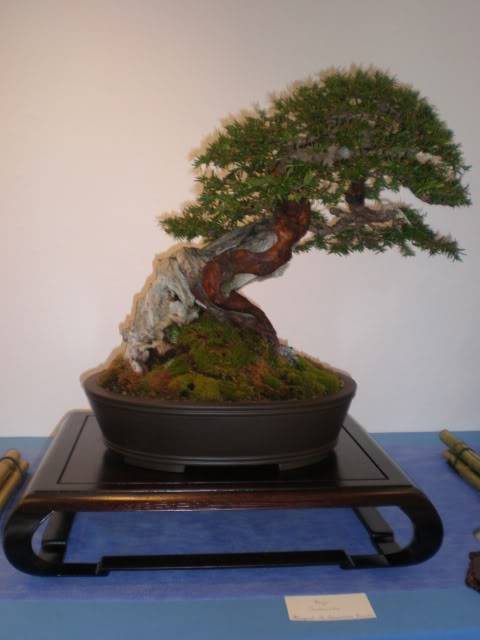 XXI MUESTRA DE PRIMAVERA AMIGOS DEL BONSAI ARROYO DE LA MIEL-BENALMÁDENA P5200044