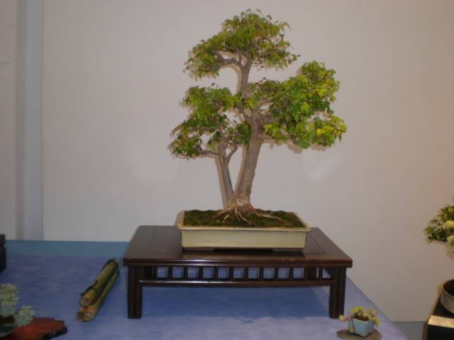 XXI MUESTRA DE PRIMAVERA AMIGOS DEL BONSAI ARROYO DE LA MIEL-BENALMÁDENA P5200047