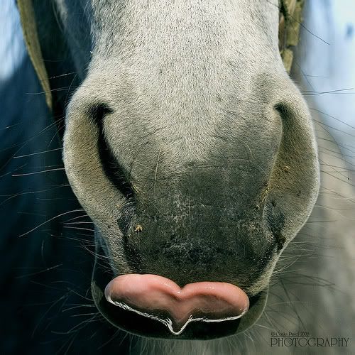 Le grand coeur des ptits torrieux... - Page 30 Horseheart