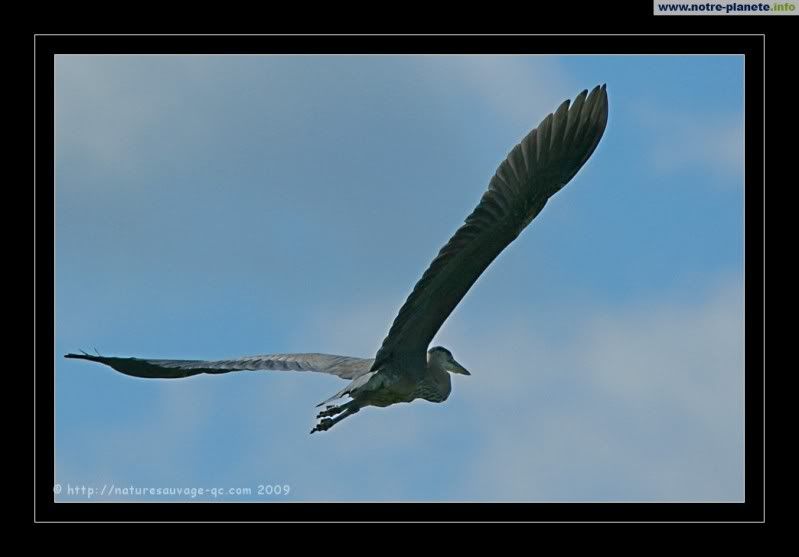 Association d'images (suite 1) - Page 31 Heron_vol