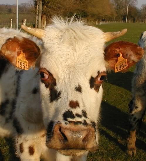 Association d'images (suite 1) Autres-vaches-orbec-france-11071271