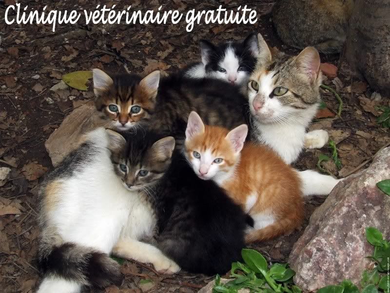 Cadeaux virtuels pour les Fêtes Les-chats-multicolores2