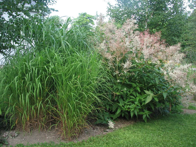 Question Miscanthus sinensis purpurascens 214