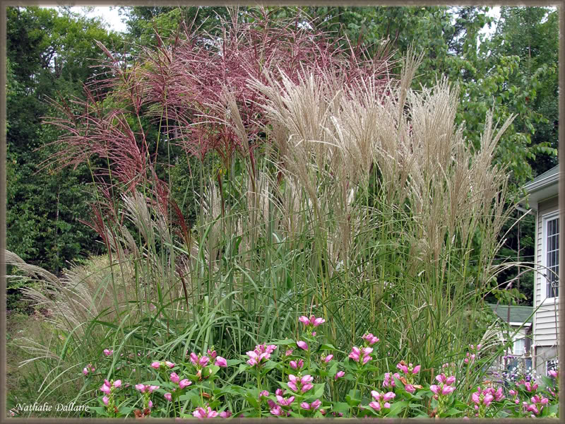 Miscanthus sinensis " Kleine Fontaine " - Page 2 Aot2010123