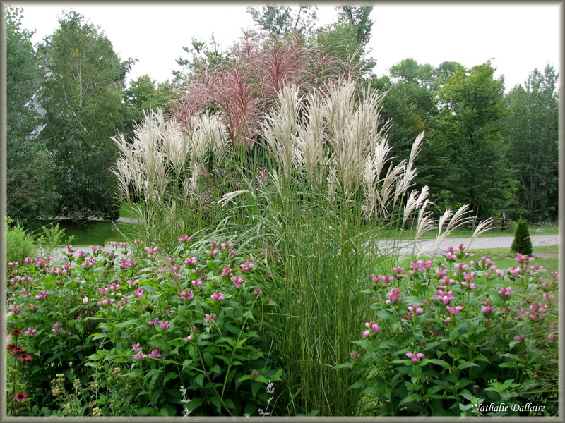 Miscanthus sinensis " Kleine Fontaine " - Page 2 Aot2010127