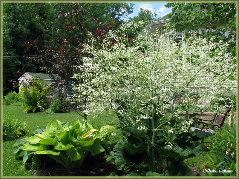 Crambe Cordifolia - Page 9 9juin2010005