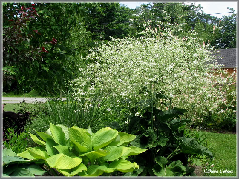 Crambe Cordifolia - Page 9 9juin2010007