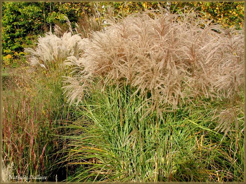 Miscanthus sinensis Huron Sunrise 12octobre2011079