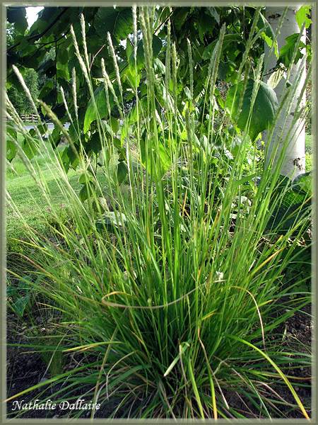 Sesleria 117