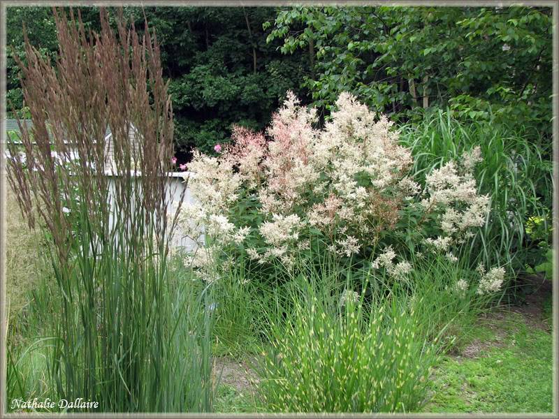 Calamagrostis x acutiflora "Karl Foerster" 24juillet2009114