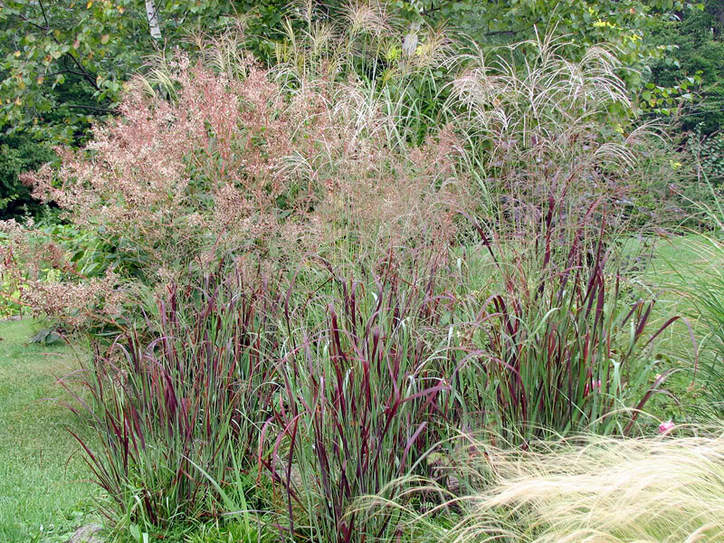 Persicaria polymorphum - Page 14 4septembre021