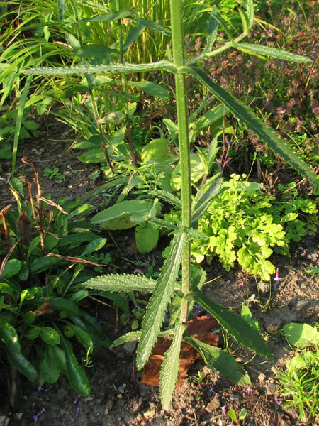 Vernonia noveboracencis 3septembre003