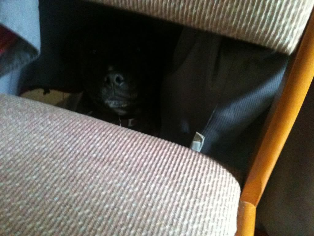 Ruby hiding behind our kitchen chair RubyHiding004