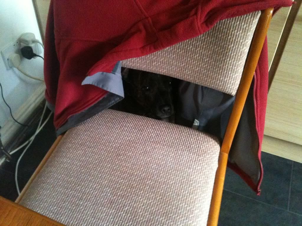 Ruby hiding behind our kitchen chair RubyHiding005