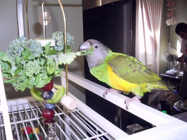 My birdies enjoying their fruit and veggie skewers... Mmmm 2010-2011737