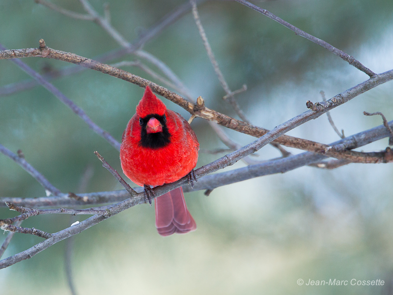 Sortie chez Françoiseaux le 5 janvier CardinalR130105-3930_zps29885803