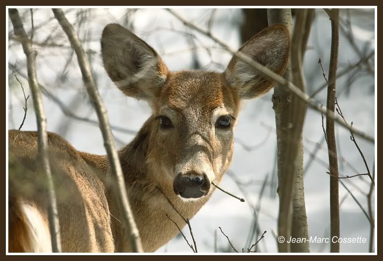 Cerfs de Virginie CerfDeVirginie119422_0283w