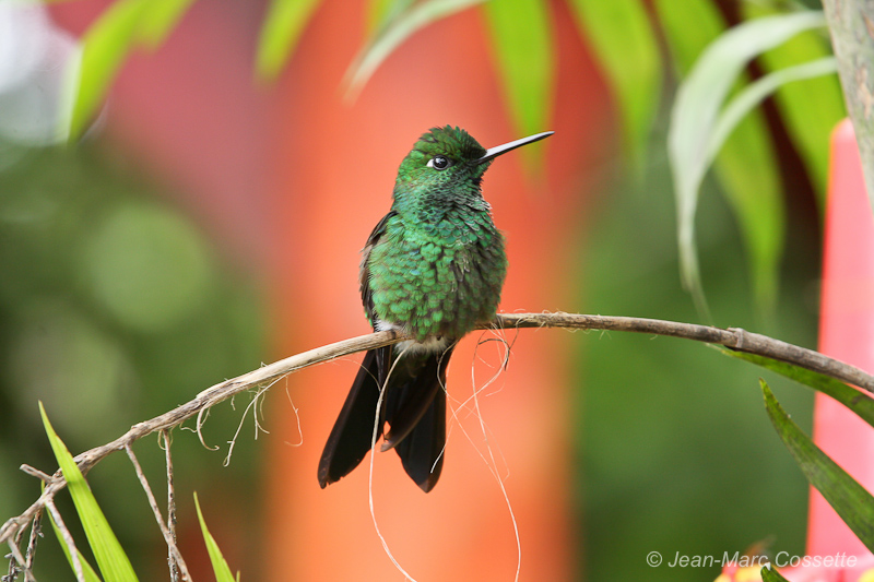 Colibris du Costa Rica (4 photos) Colibri-4760