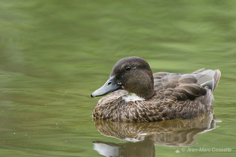 Canard hybride