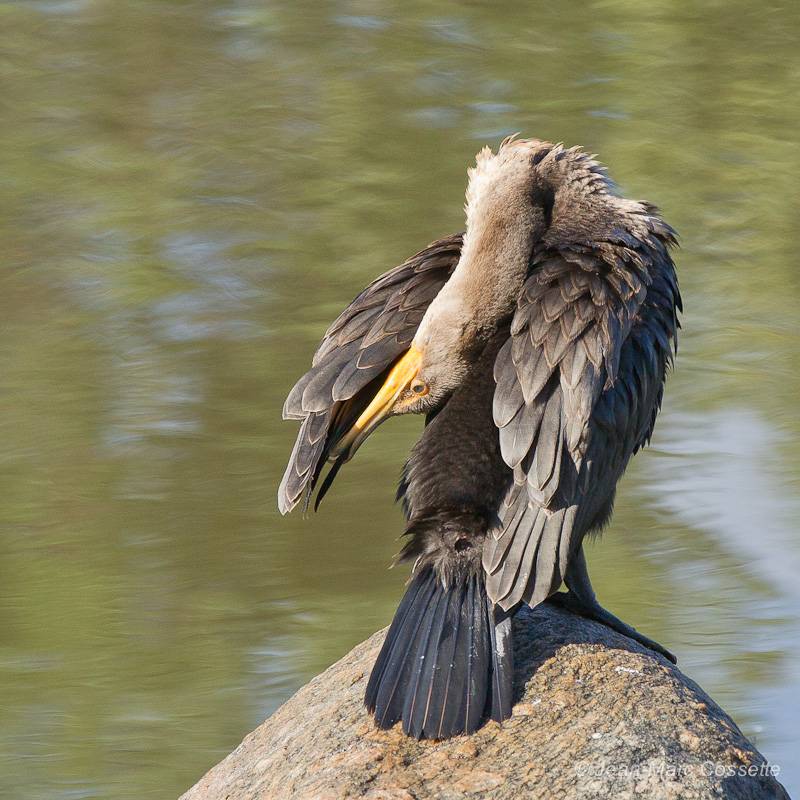 Cormoran à aigrettes ( 4 images) Cormoran140907-0545_zps6639580b