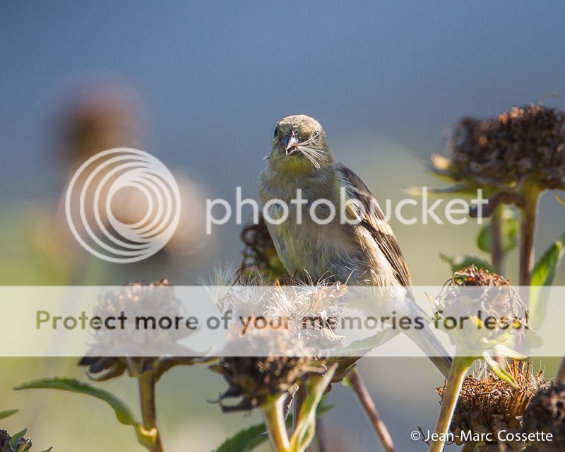 Chardonneret mangeant des graines... Corneille-0729_zpsfk8suo7z