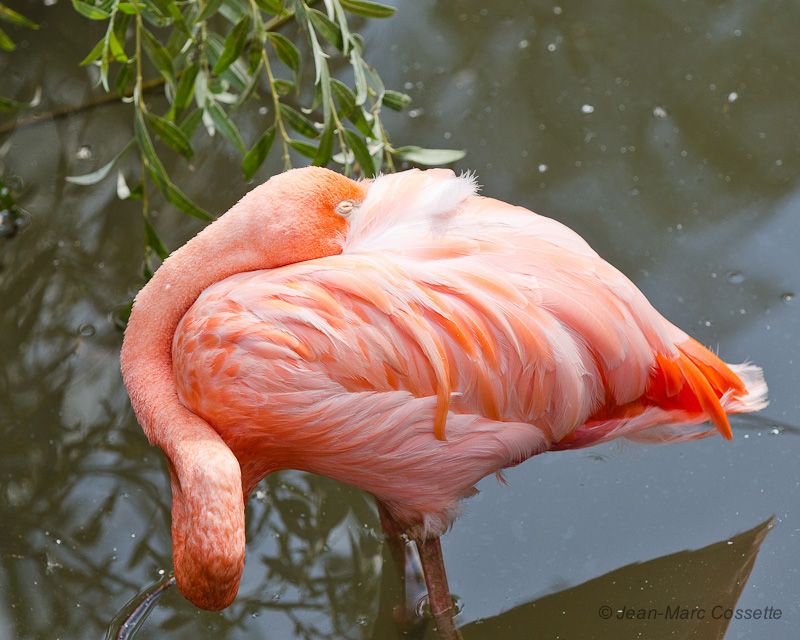 Flamand rose Flamand-8919_zps3334f57f