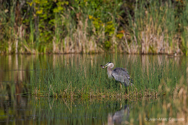 Grand héron et son poisson (5 images) HeronPoisson130917-3976_zpse07fbf59