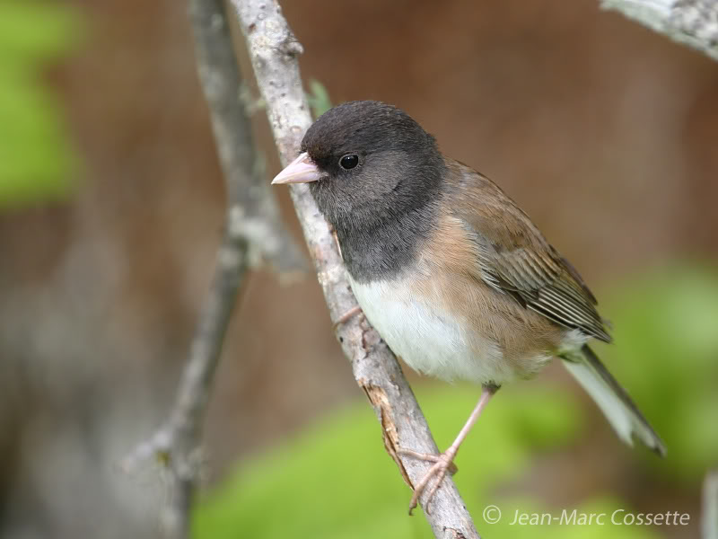 Junco...un peu Spécial??? JuncoVOregon110628_0132