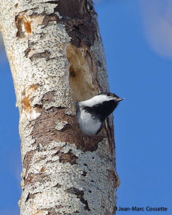 La mésange prépare son nid (4 images) MesangeNid140310-0061_zps0405627f