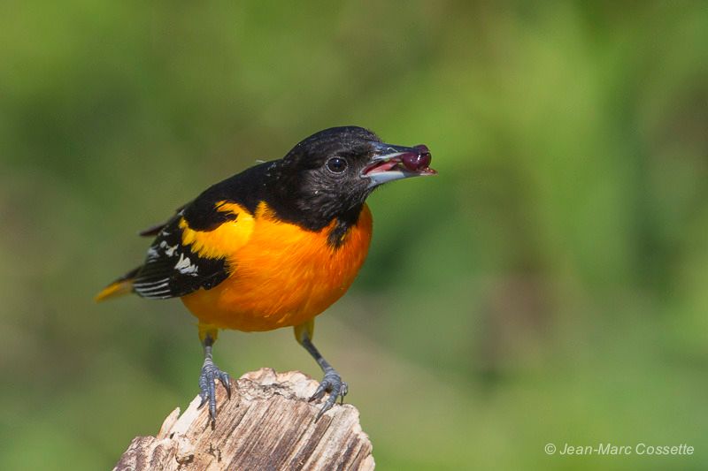 Oriole de Baltimore Oriole-1327_zpsfjcveedv