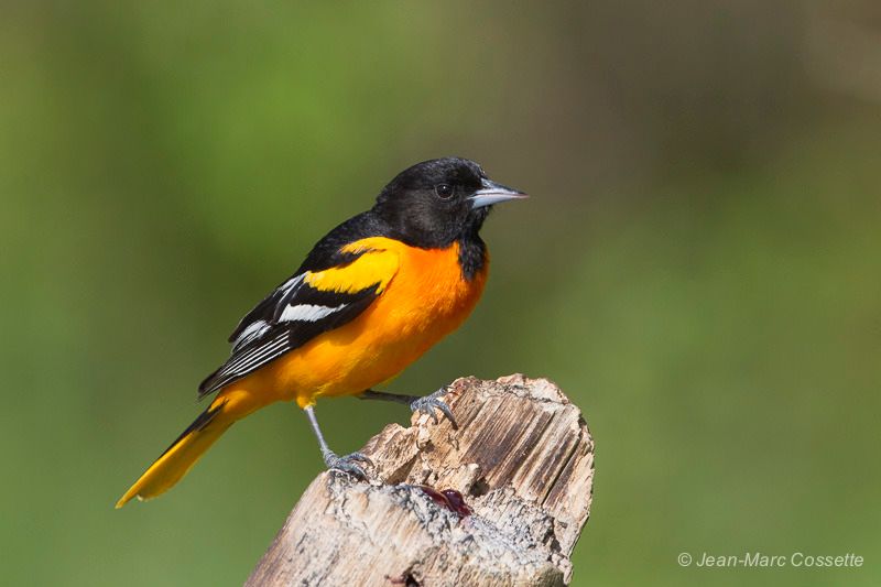 Oriole de Baltimore Oriole-1376_zpsvfbcv901