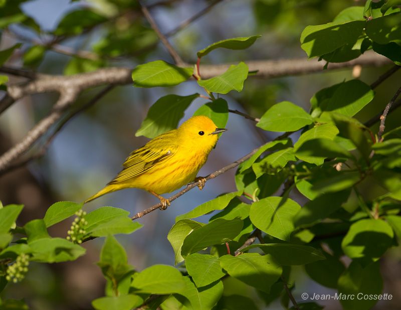 Paruline jaune ParuJaune140521-5430_zps9bfc4f71