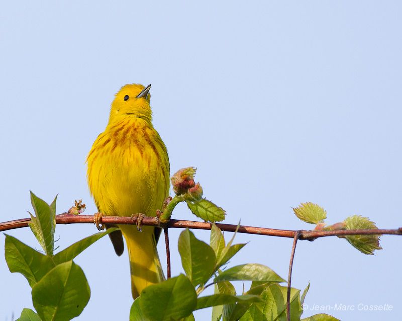 Paruline jaune ParuJaune140521-5439_zpsc1bb1f9f