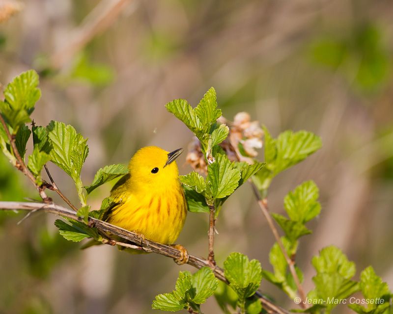 Paruline jaune ParuJaune140521-5475_zps05c68b7d