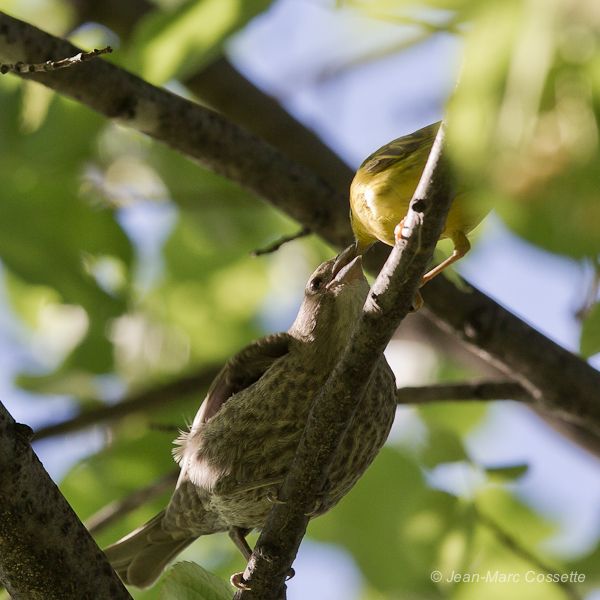 Paruline jaune nourrit son gros bébé ParuJauneNourritVacher130721-6201_zps3603a625